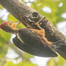 Image of Orange-backed Woodpecker