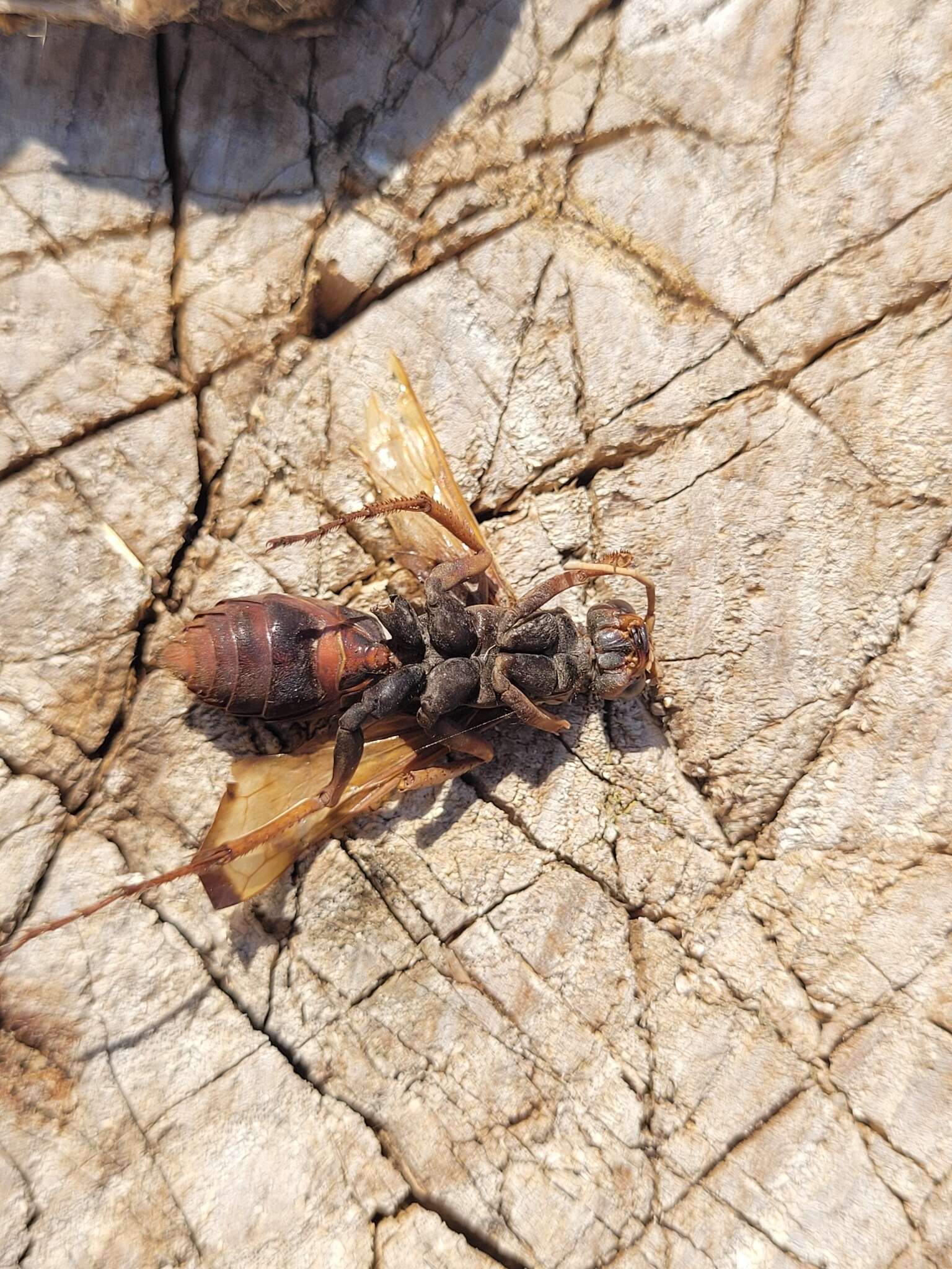 Слика од Cryptocheilus rubellus (Eversmann 1846)