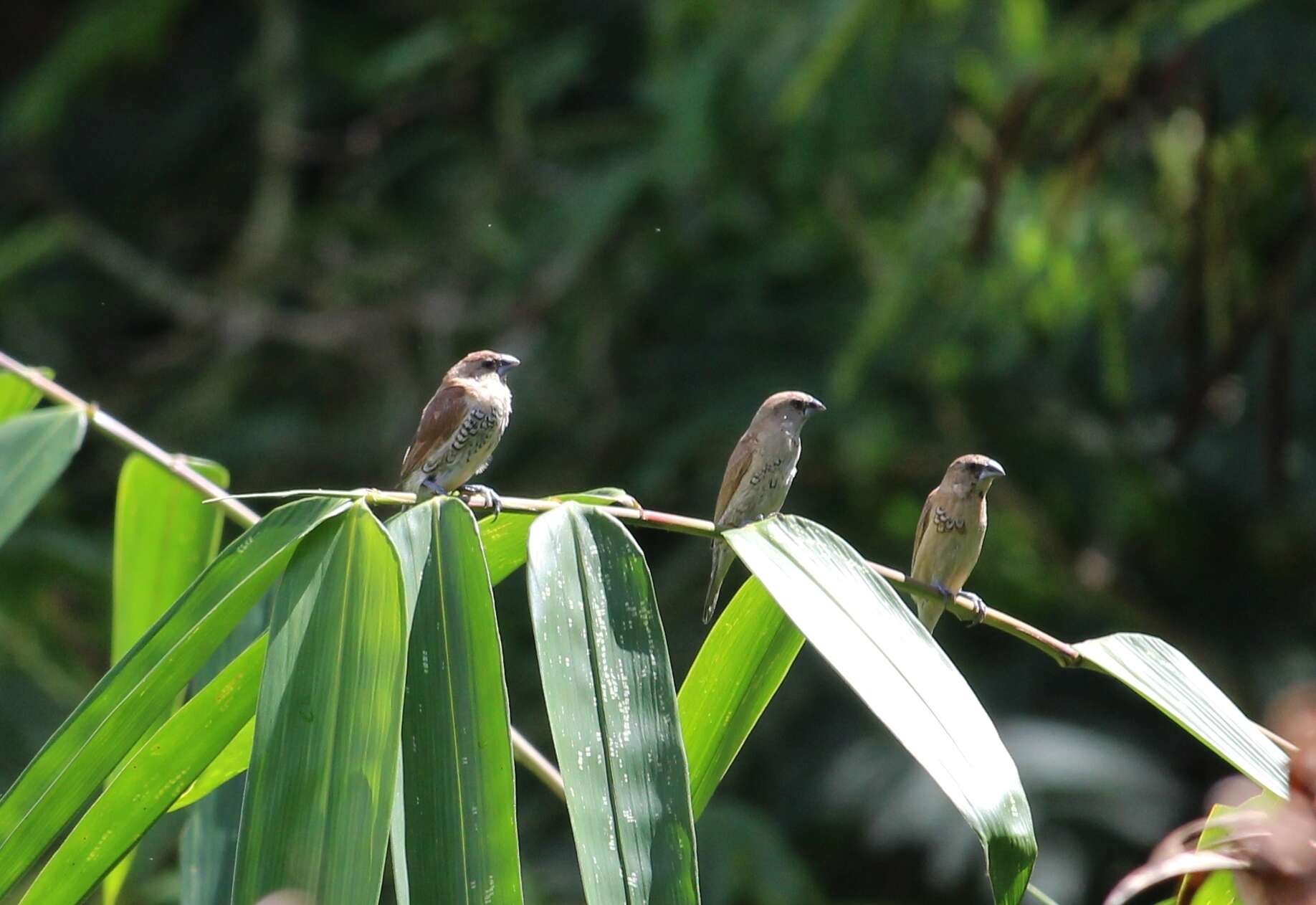 Image of Nutmeg Mannikin