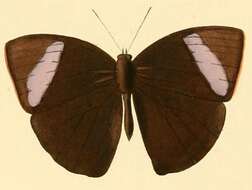 Image of Mycalesis medontias Hewitson 1874