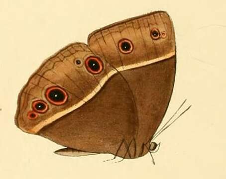 Image of Mycalesis medontias Hewitson 1874
