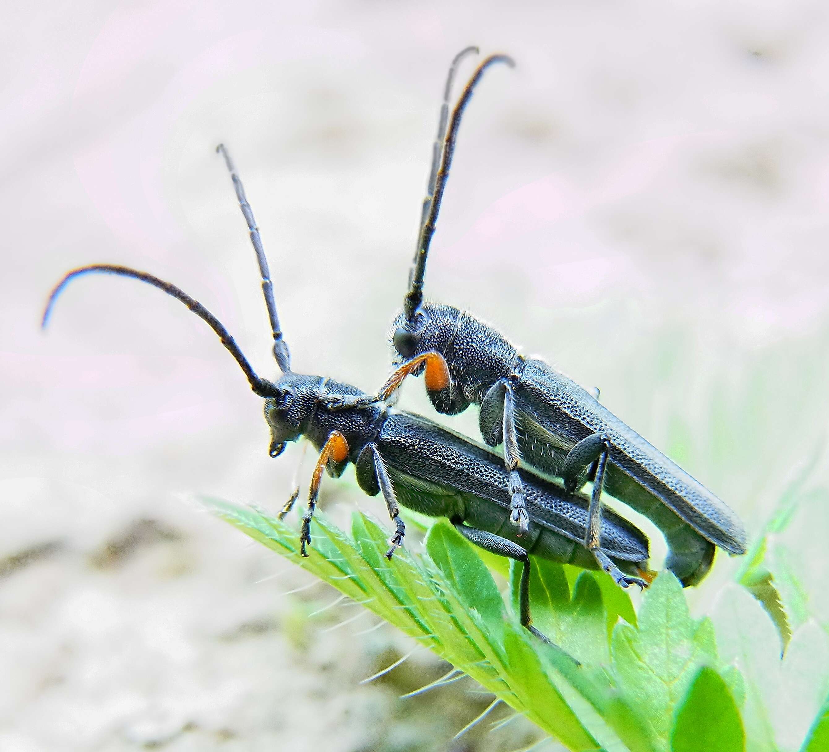 Слика од Phytoecia cylindrica (Linné 1758)