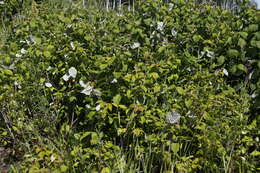 Image of Rubus sachalinensis H. Lév.