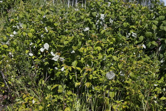 صورة Rubus sachalinensis H. Lév.