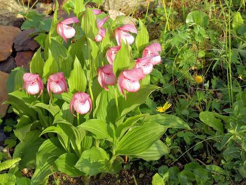 Image of Large-flowered Cypripedium