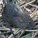 Image of Southern Cotton Rat