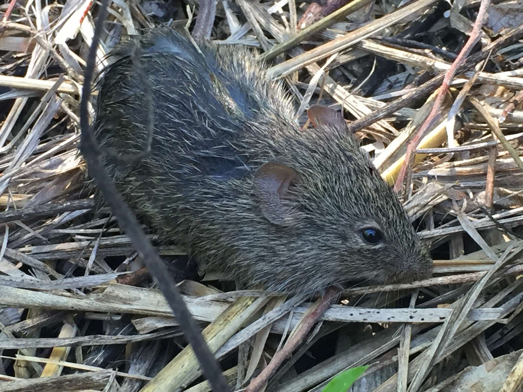 Sivun Sigmodon hirsutus (Burmeister 1854) kuva