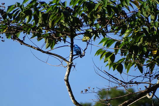 Image of Turquoise Cotinga