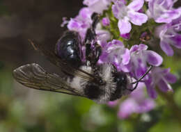 Image of Ashy Mining Bee