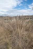 صورة Muhlenbergia robusta (E. Fourn.) Hitchc.