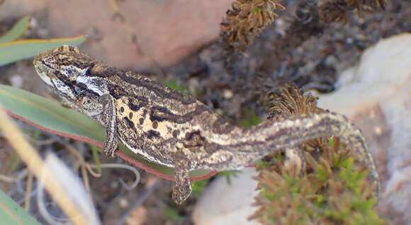 Image of Swartberg Dwarf Chameleon