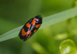 Image of Red-and-black Froghopper