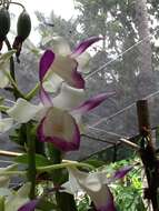 Dendrobium taurinum Lindl. resmi