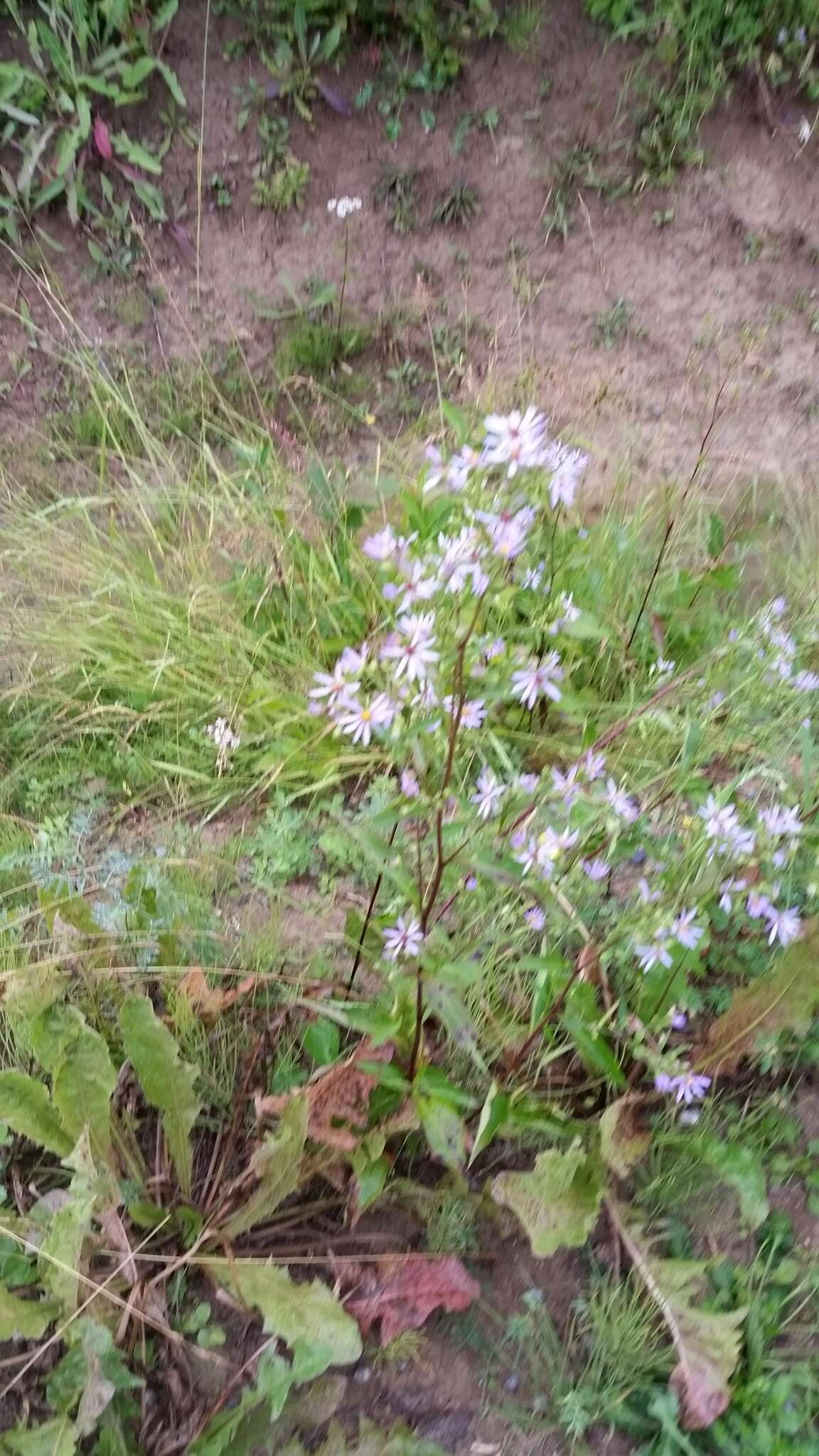 Symphyotrichum ciliolatum (Lindl.) A. Löve & D. Löve的圖片