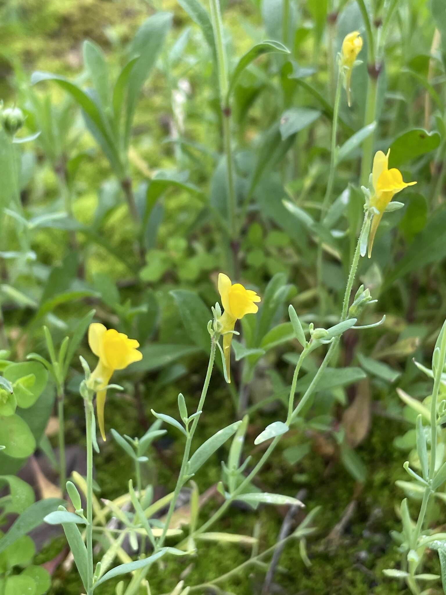 Image of Linaria munbyana Boiss. & Reuter