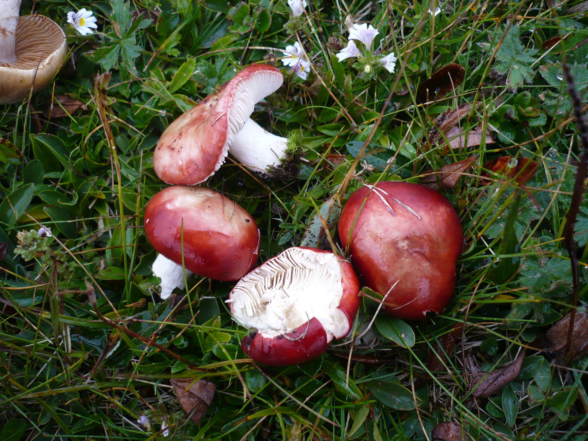 Image of Russula nana Killerm. 1939