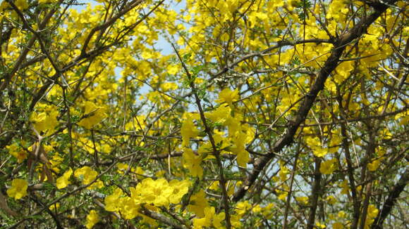 Image of Mopane Yellowthorn