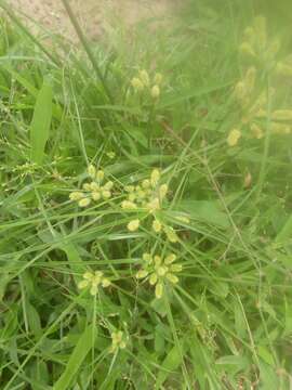 Слика од Cyperus cyperoides (L.) Kuntze