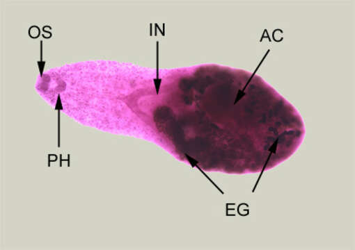 Image of Heterophyes