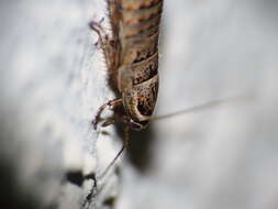 Image of Phyllodromica (Lobolampra) subaptera (Rambur 1838)