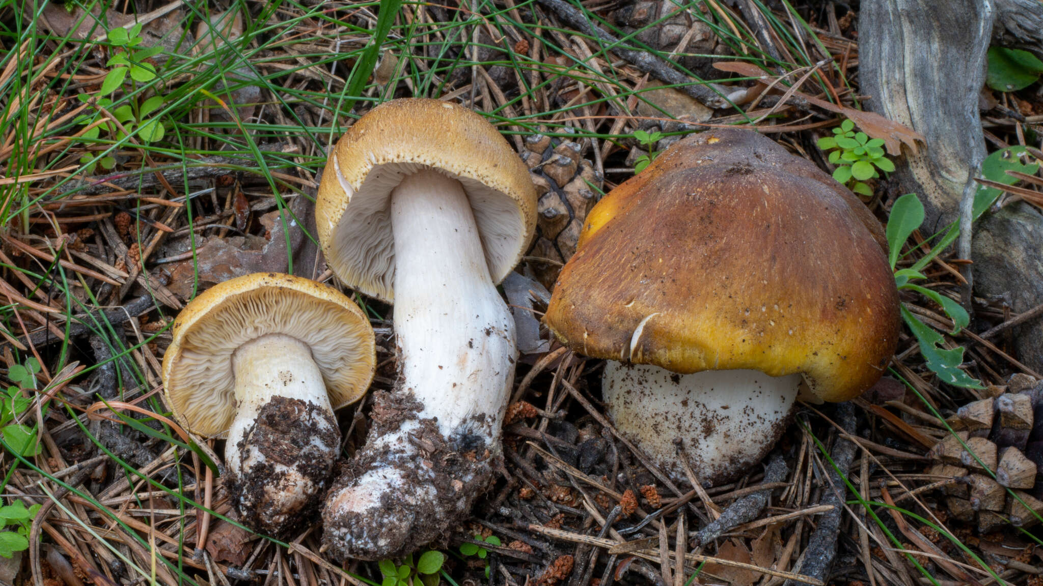 Image of Tricholoma arvernense Bon 1976