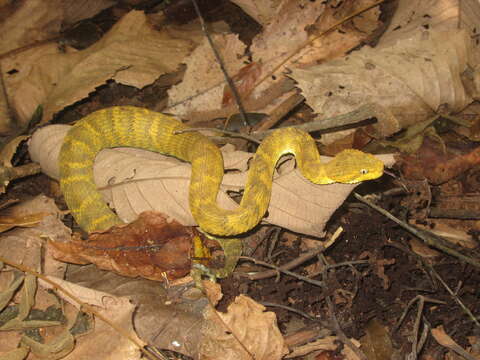 Image of African Bush Viper