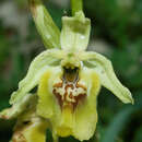 Image of Ophrys fuciflora subsp. lacaitae (Lojac.) Soó