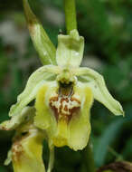 Image of Ophrys fuciflora subsp. lacaitae (Lojac.) Soó