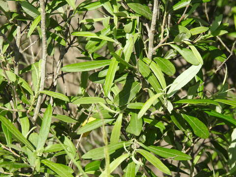 Image of Salix salviifolia Brot.