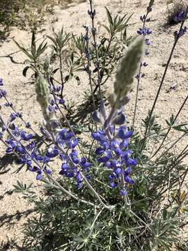 Imagem de Lupinus excubitus var. medius (Jeps.) Munz