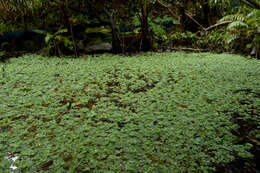 Image of pistia