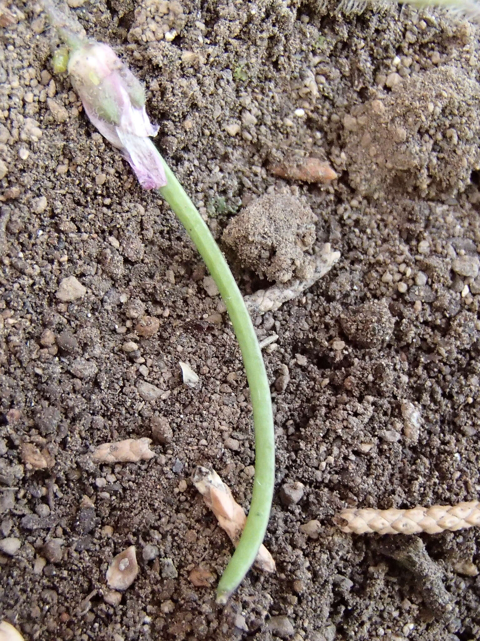 Sivun Boechera sparsiflora (Nutt.) Dorn kuva