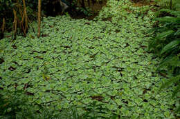 Image of pistia