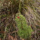 Imagem de Isopogon ceratophyllus R. Br.