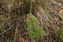 Imagem de Isopogon ceratophyllus R. Br.