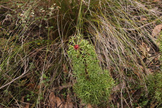 Image of Isopogon ceratophyllus R. Br.