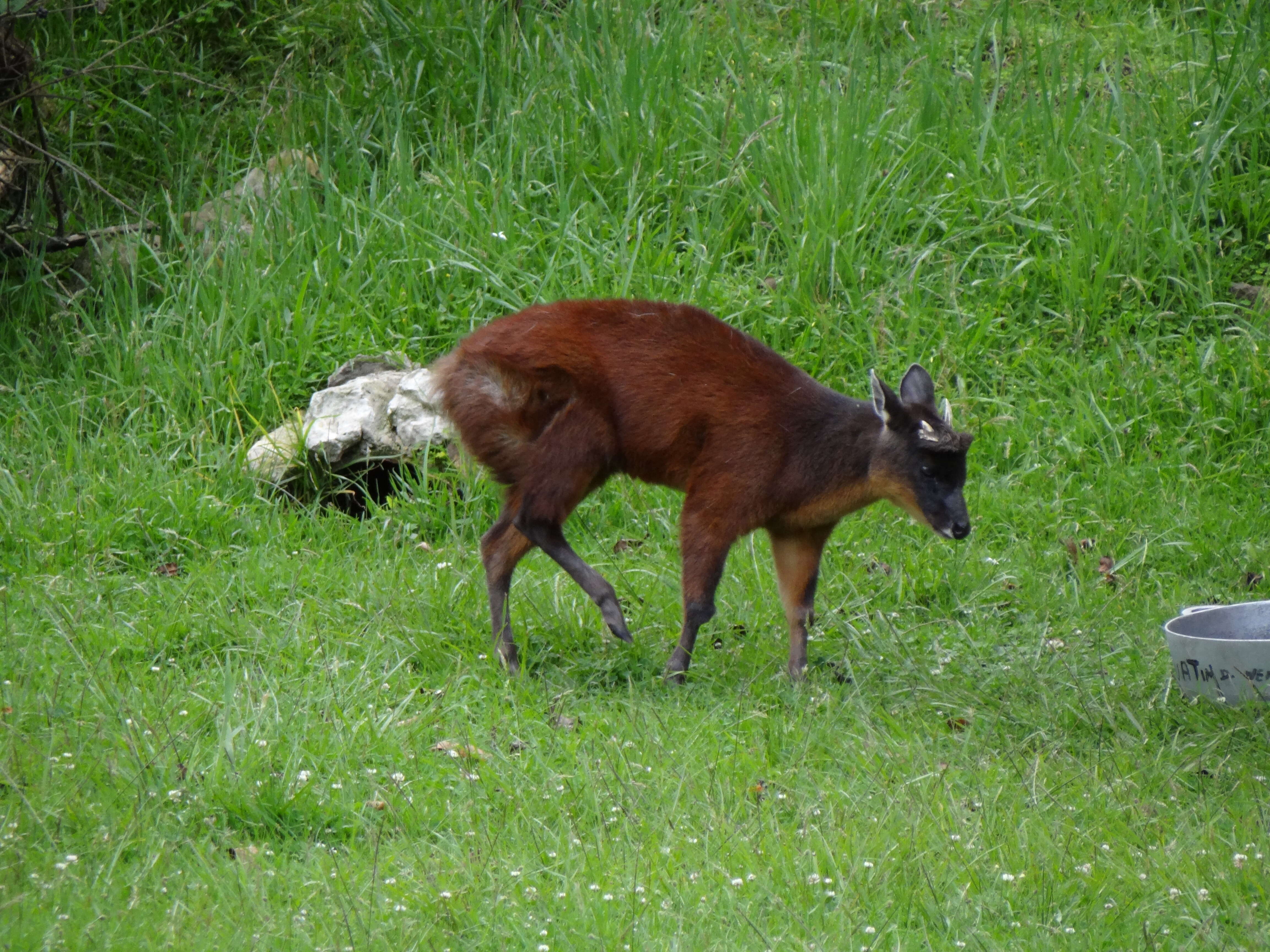 Image of Dwarf Red Brocket