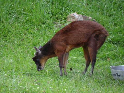 Image of Dwarf Red Brocket