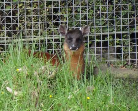 Image of Dwarf Red Brocket