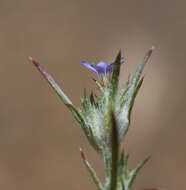 Imagem de Eriastrum brandegeae Mason