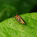 Image de Thecomyia chrysacra Marinoni & Steyskal 2003