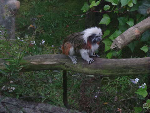 Image of cotton-top tamarin