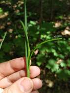 Image of field garlic