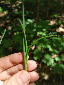 Image of field garlic