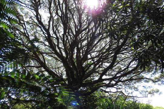 Image of Leptospermum wooroonooran F. M. Bailey