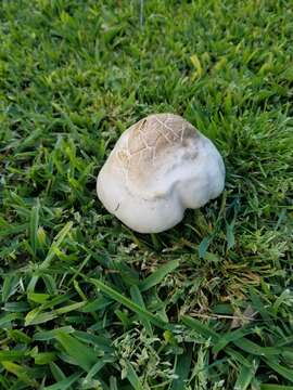 Image of Pluteus pouzarianus Singer 1983