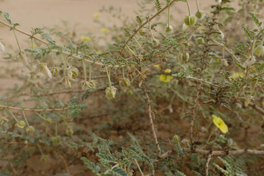 Слика од Tribulus macropterus Boiss.