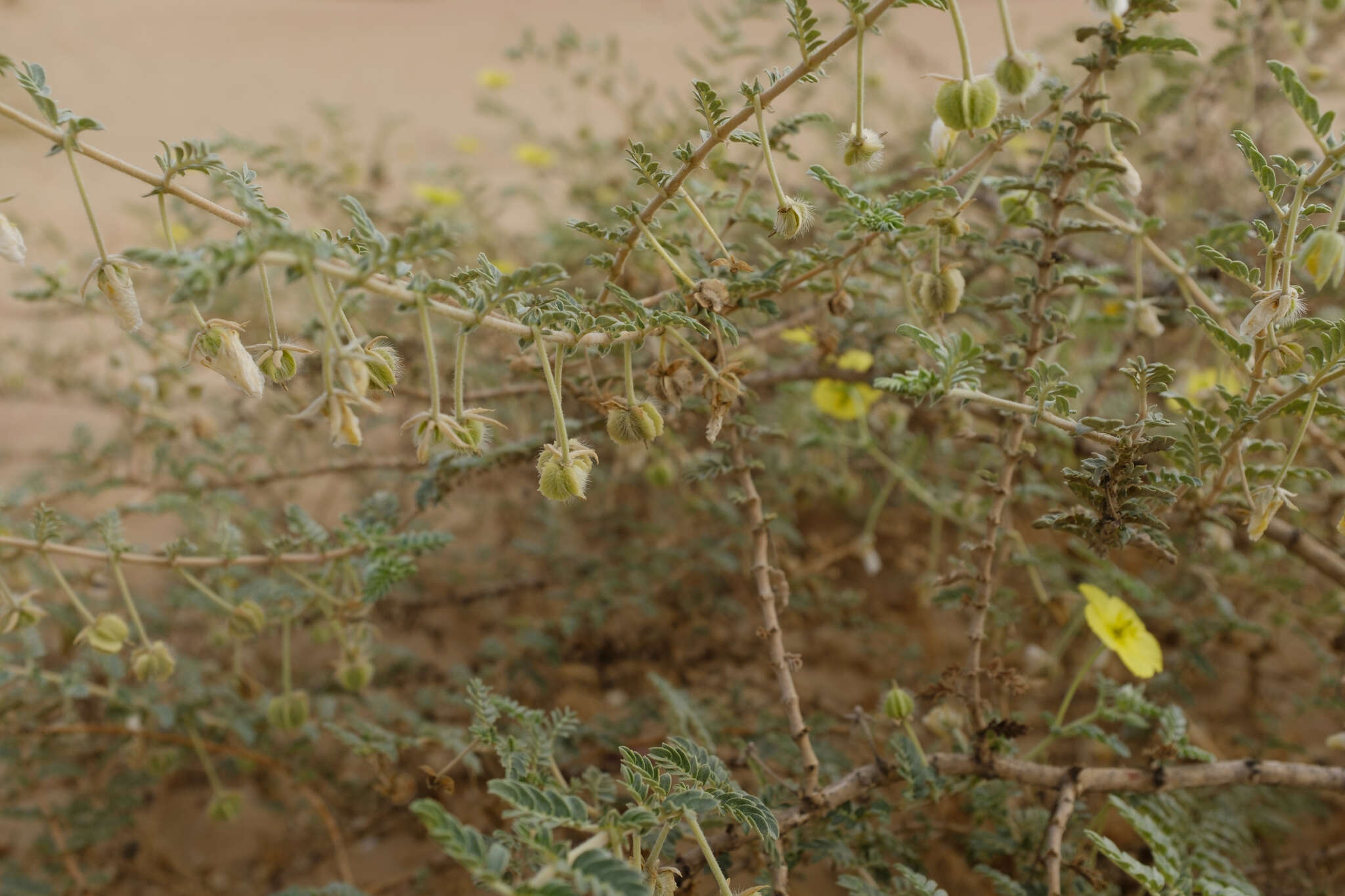 Слика од Tribulus macropterus var. arabicus (Hosni) F. Al-Hemaid & Jacob Thomas