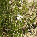 Image of Westringia tenuicaulis C. T. White & W. D. Francis