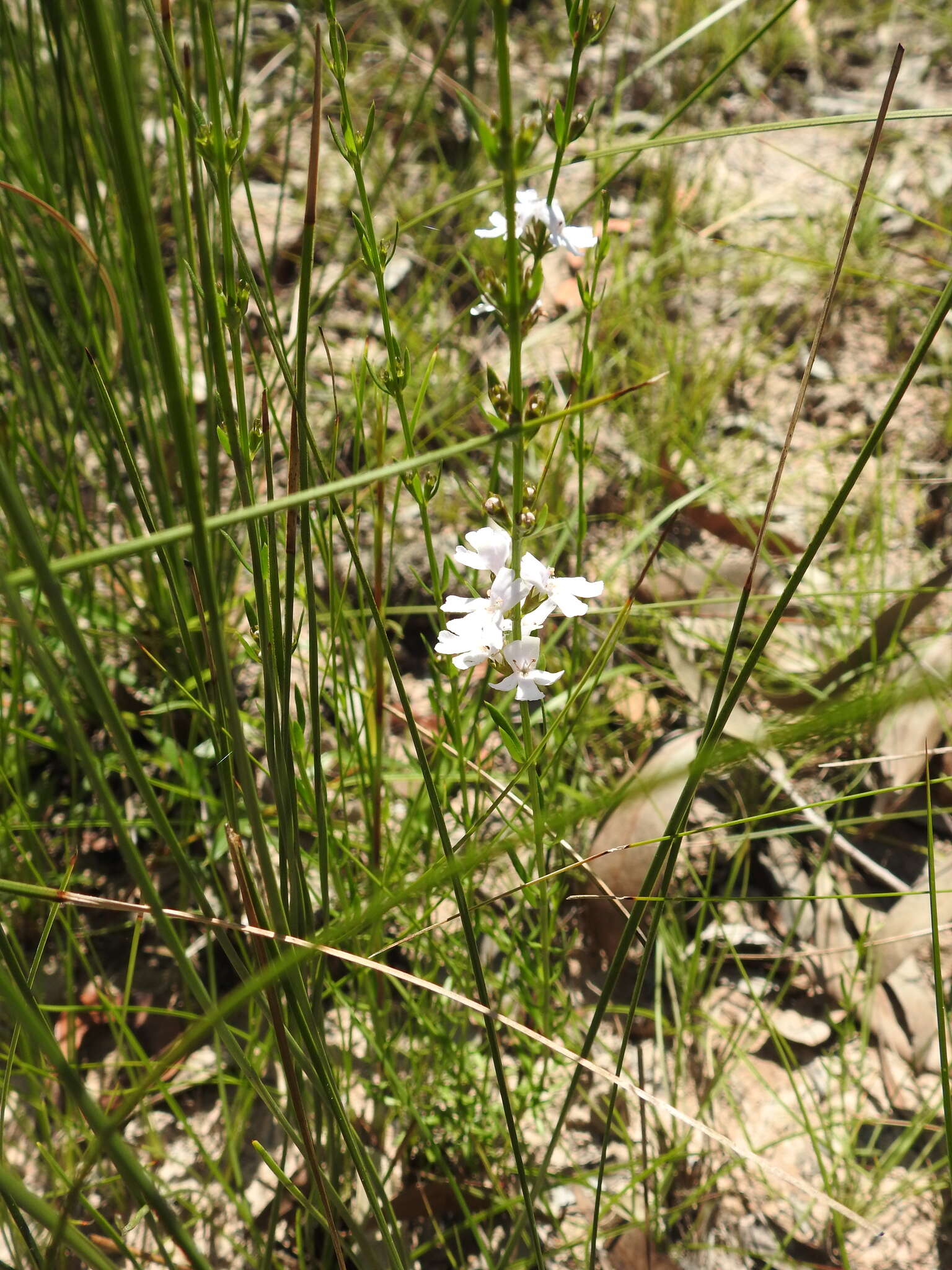 Image de Westringia tenuicaulis C. T. White & W. D. Francis